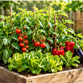Tomato